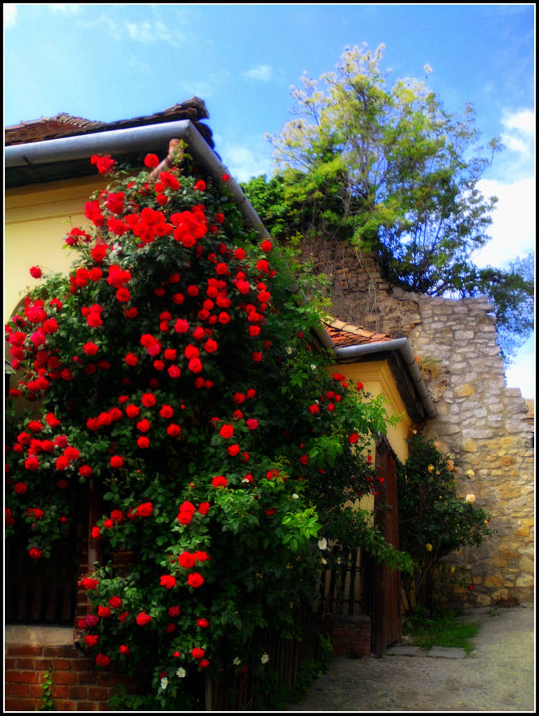 The House of Rose by 86Botond on DeviantArt