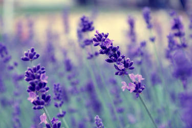 Lavender