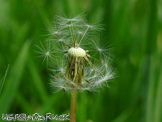 Pusteblume