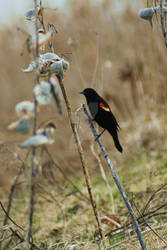 red-winged blackbird