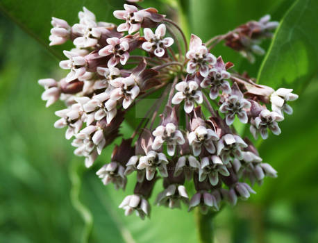 Milkweed