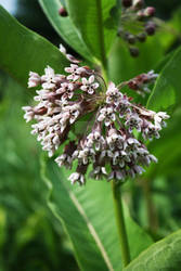 Milkweed 2