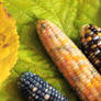 colorful corn 4