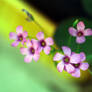 tiny flowers 4