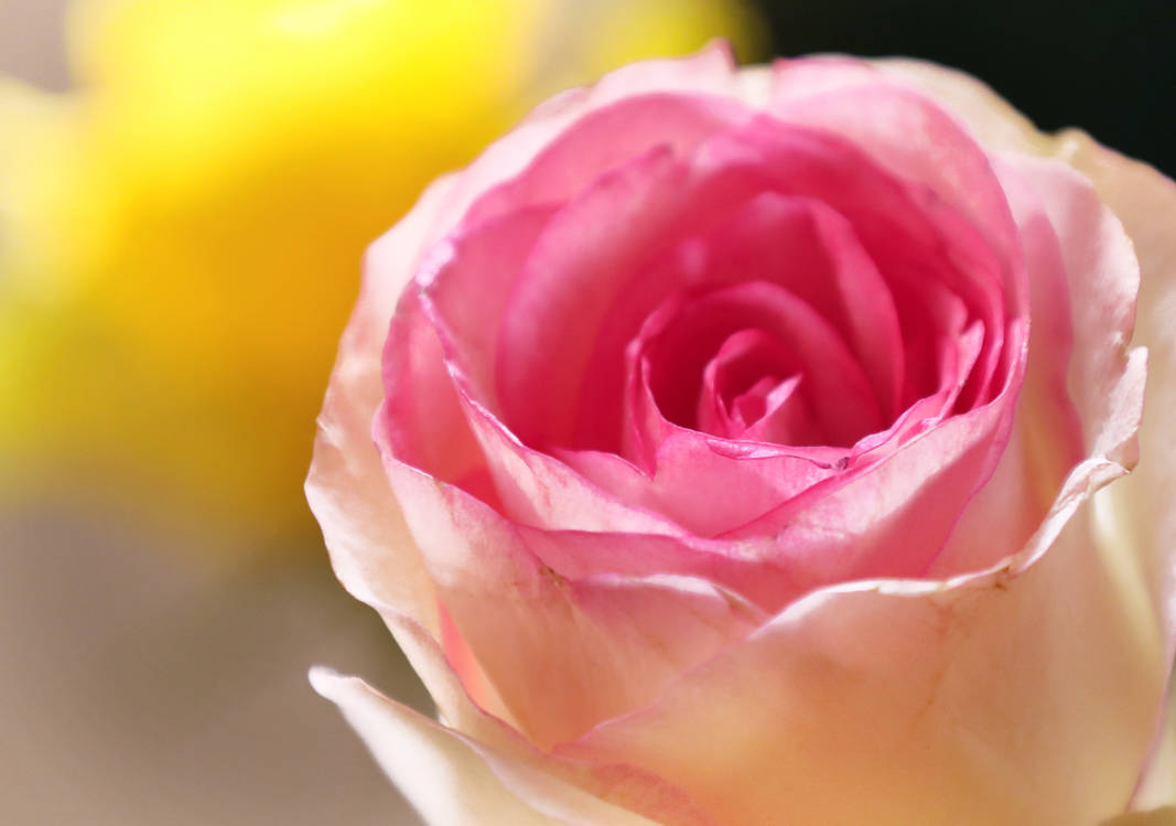 Cheeks Like Roses Rosy cheeks :) by maghigol on DeviantArt