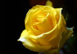 Yellow Rose 4