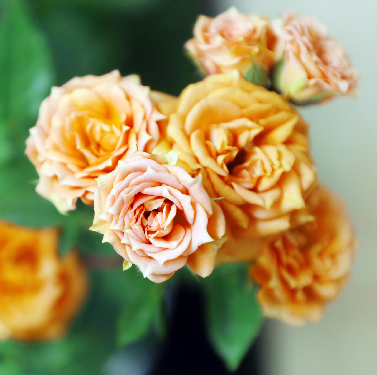 Tiny Roses by maghigol on DeviantArt