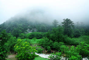 Dohezar forests, Mazandaran, Iran 