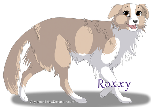 Roxxy the Border Collie