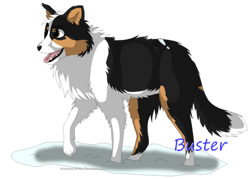 Buster the Border Collie