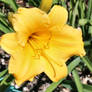 Daylily