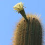 Cereus First Flowering Season