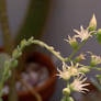 Senecio in Flower