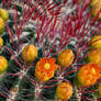 Fire Barrel Cactus