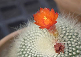 Notocactus: The Flower that Was, Is, and Will Be