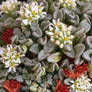 Unusual Crassula in Flower