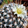 Echinofossulocactus Flower