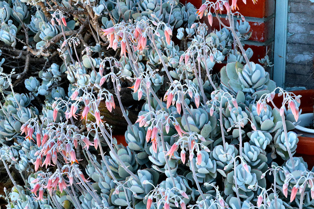 Profusion in Cotyledon by rlkrich on DeviantArt