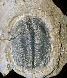 Labiostria Trilobite