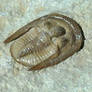 Nearly Perfect Cordania trilobite