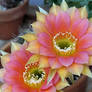 Echinopsis Beauty