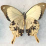 Papilio Butterfly