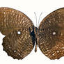 Elymnias Butterfly