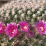 Mammillaria Flowers in a Row