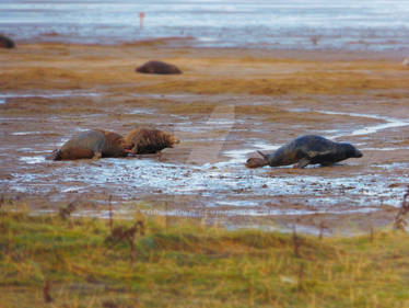 Bull Seals