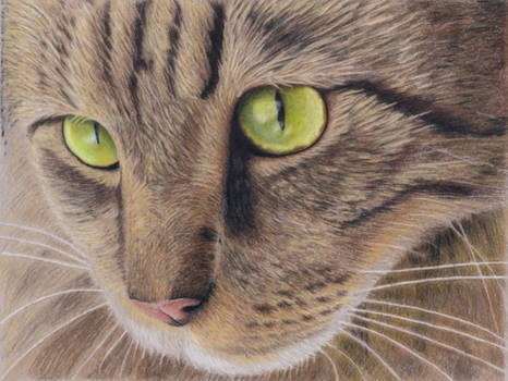Cat in colour pencil redone