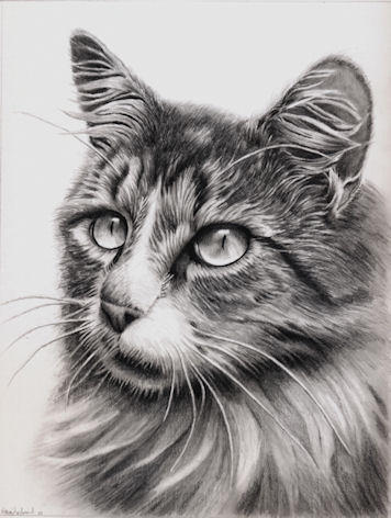 Cat Graphite Cat in graphite by rasberry6 on DeviantArt