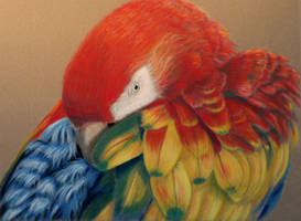 macaw in pastel