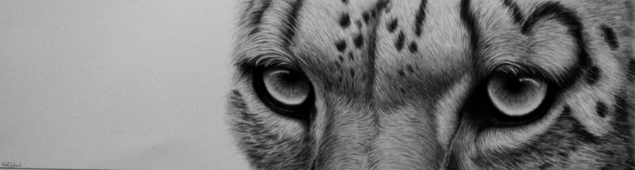 Snowleopard in Graphite