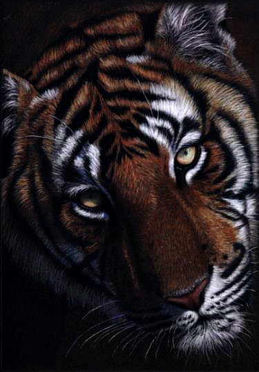 Tiger Face in Colour Pencil