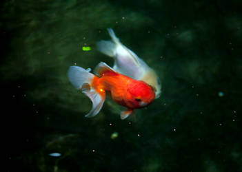 Red Oranda Goldfish