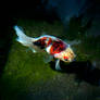 Calico Oranda Goldfish