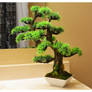 Bonsai Tree 4