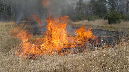 Prairie burn