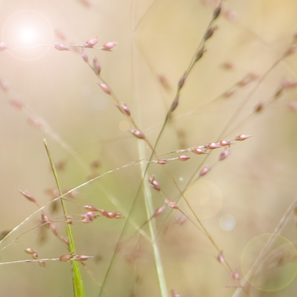 Pink Pearls