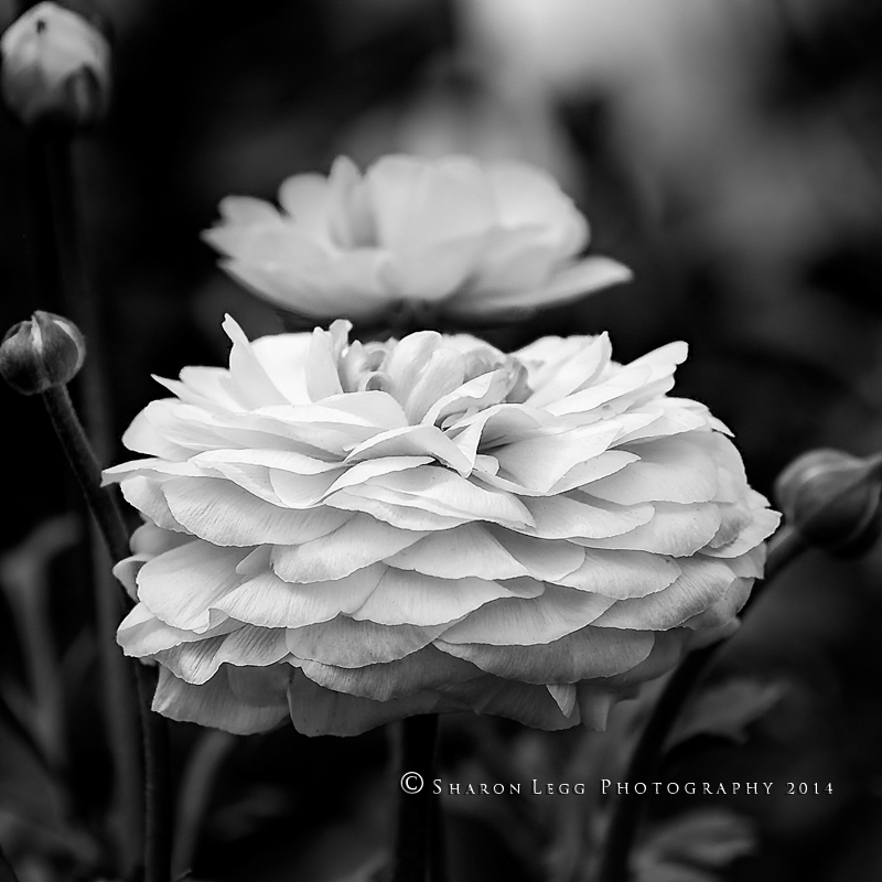 Ranunculus Black White