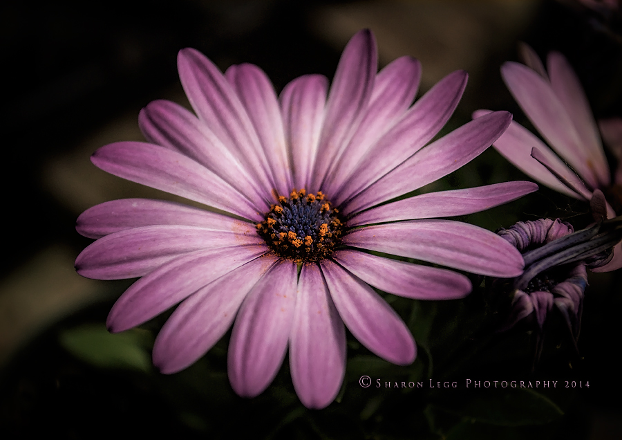 Gerber Daisy