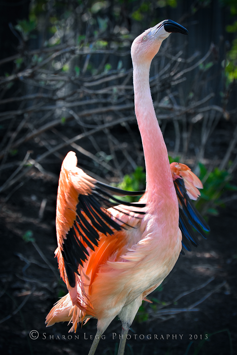 Mating Strut