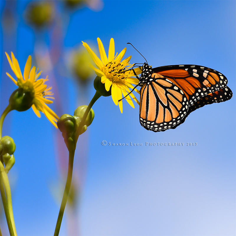 Summer Monarch