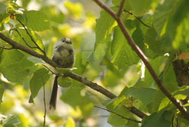 Long-tailed tit