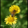 Bees are hardworkers II