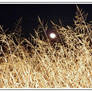 Winter grass by night