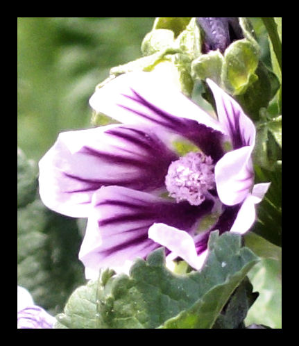 Purple flower