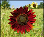 Blood Red Sunflower by MistressVampy