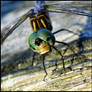 Dragonfly up close