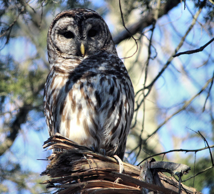 Barred Owl 1